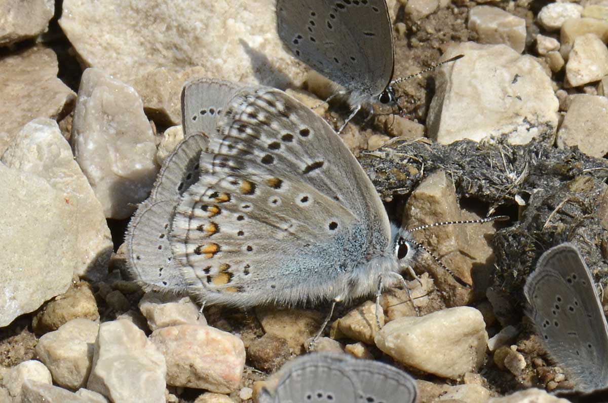 Polyommatus (Lysandra) bellargus ?